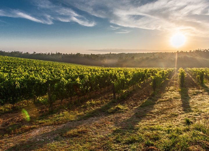 Rota dos Vinhos Verdes